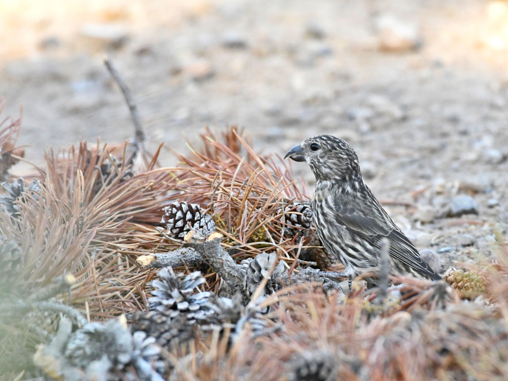 The Cassia crossbill